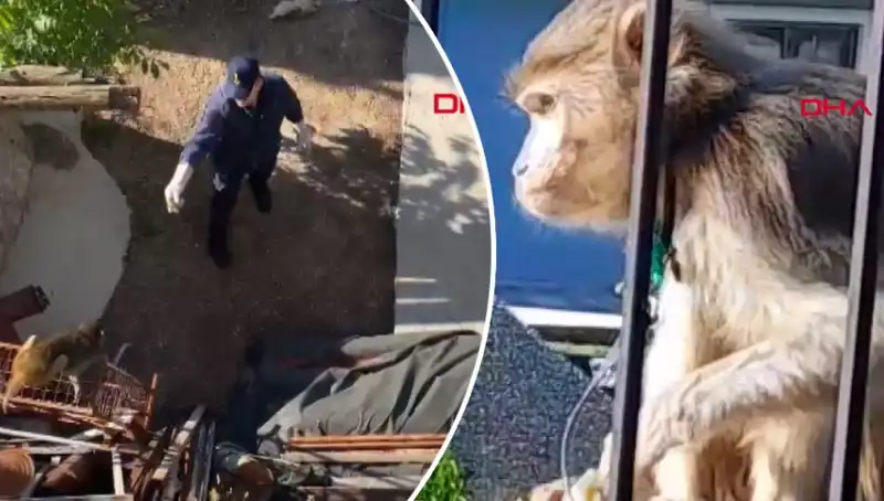 Muğla'da Heyecan Verici Maymun Kovalamacası, Mahalleliler Şaşkın!