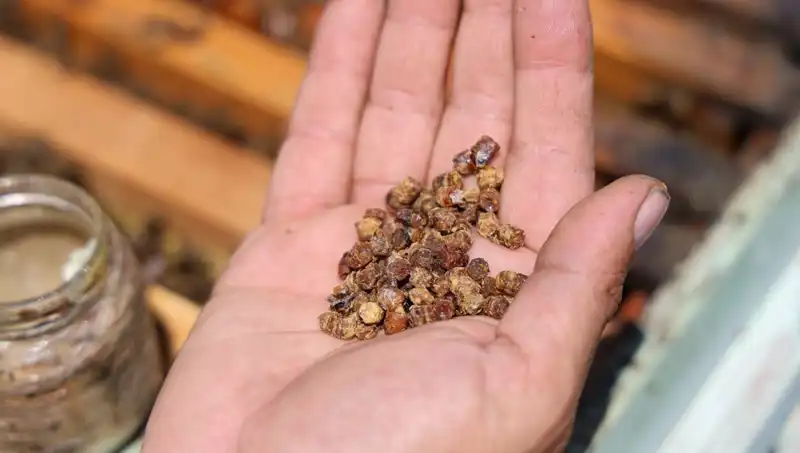 Besin Zincirinin Gizli Kahramanı: Eskiden Atılan Protein Kaynağı Artık 3 Bin TL!