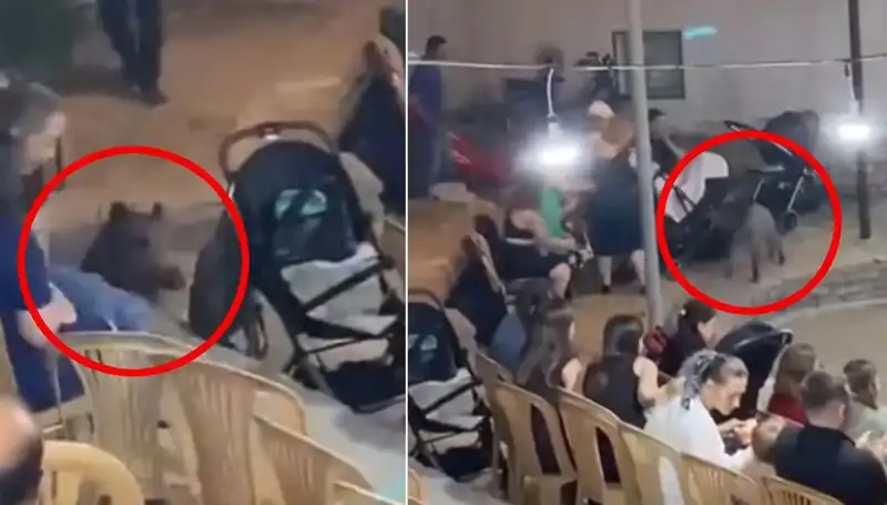 Düğün Töreninde Yaban Domuzu Panik Yarattı: Eğlenceye Davetsiz Misafir!