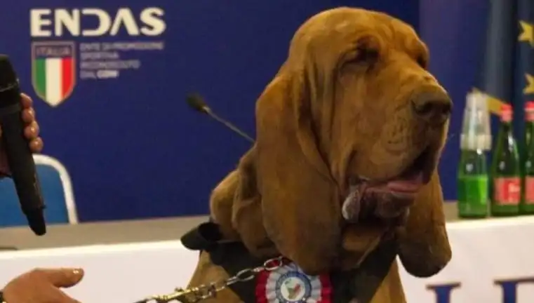 Arama Köpeğine Suikast: Çivili Sosisle Planlı Saldırı