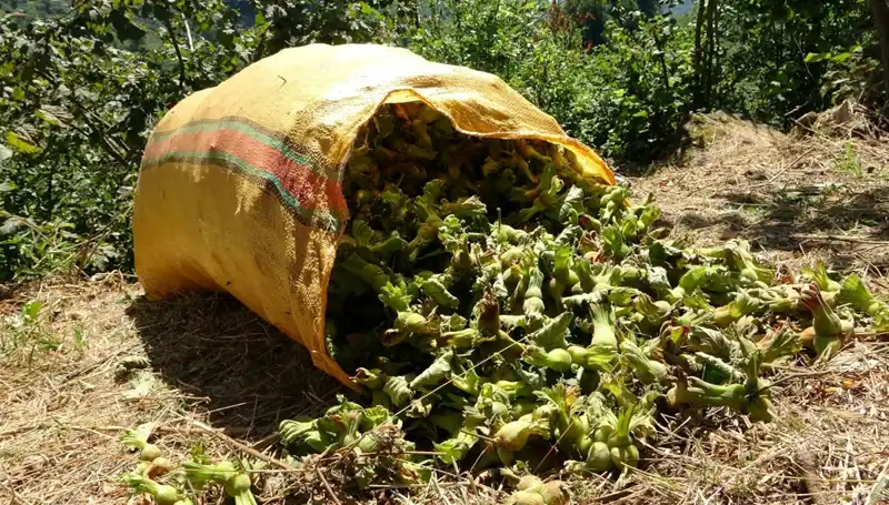 Giresun'da Fındık Hasadı Coşkusu: Hasat Dönemi Kapılarını Açtı