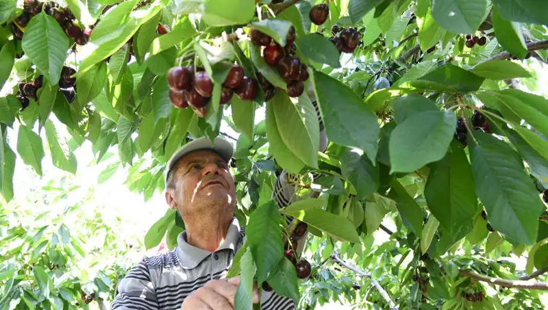 Çay Bardağına Sığmayan Lapseki Devi: Doğa Harikası Lapsi'yi Tanıyın!