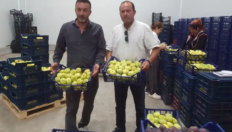 Mersinli Çiftçilerin Yüzünü Güldüren Fıstık İhracatı Başlıyor