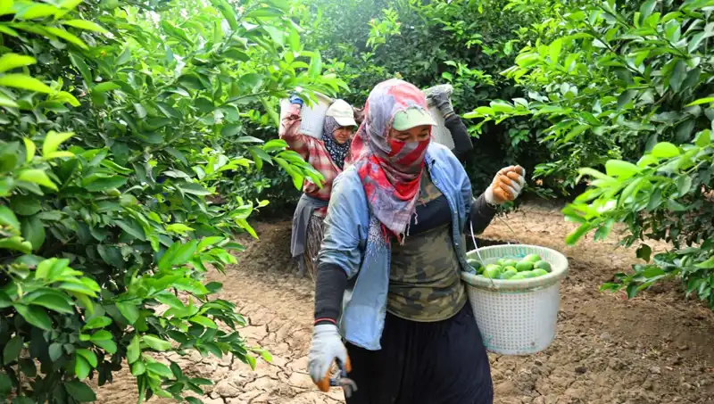 Marketlerde Patates Kilo Fiyatları 150 Lirayı Geçti! Hasat Umut Veriyor