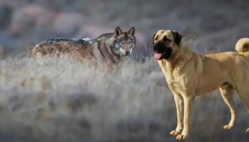 Kurt Popülasyonundaki Artış, Kangal Köpeğine Talebi Nasıl Etkiliyor?
