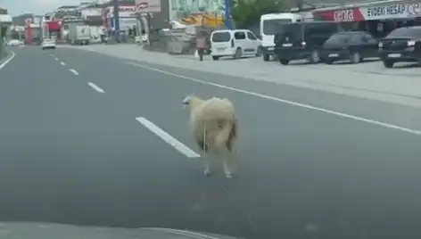 Yalova'da Kurbanlık Hayvan Kaçışı Trafiği Felç Etti!