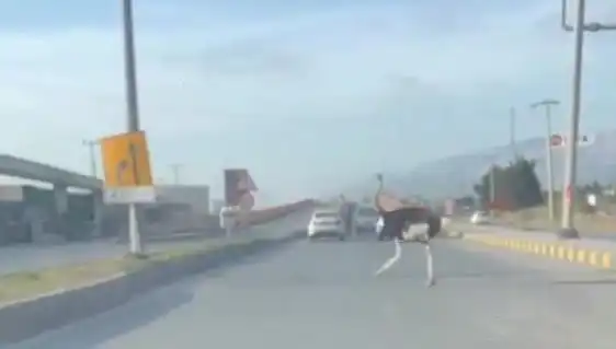 Trafikte Deve Kuşu Çıktı! Sürücüler Şaşkınlık İçinde Kaldı