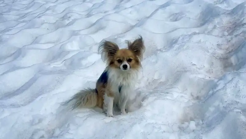 Buzul Yarığına Düşen Adamı Cesur Köpeği Böyle Kurtardı!