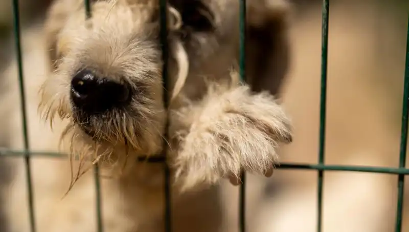 İş Stresi, Sadık Dostlarımızı da Etkiliyor: Köpekler Stresli Mi?