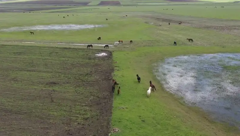 Kars'ın Görkemli Doğasında Yılkı Atlarının Dansı: Doğa Tutkunlarına Eşsiz Bir Manzara