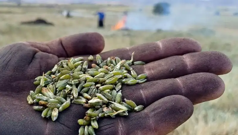 Firik Sezonu Başladı: Geleneksel Lezzet Yeniden Sofralarımızda