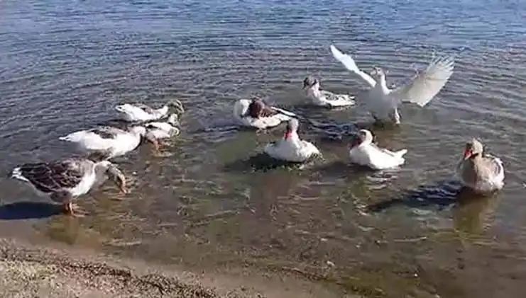 Denizde Yüzen Kazlar Hakkında Şikayetler Üzerine Kümes Kararı