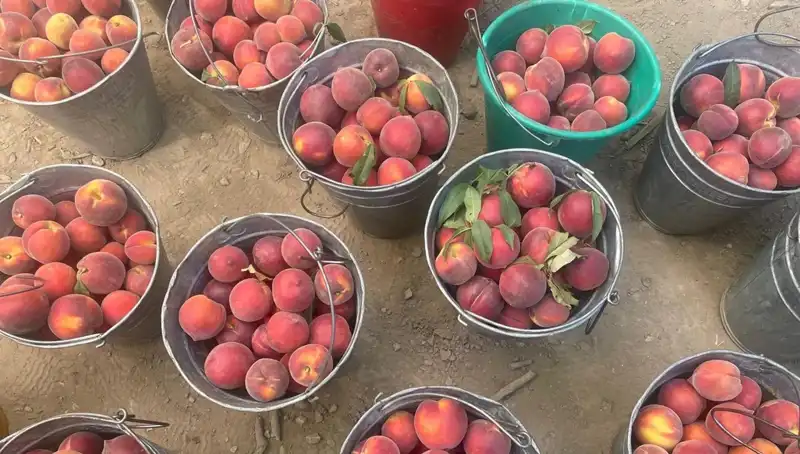 Çiftçiler Hasat Sezonunda Yüzleri Güldürüyor: Fiyatlar 100 Liraya Ulaştı