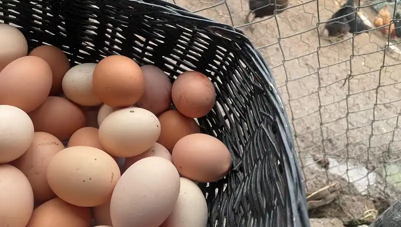 Okullar Açılıyor: Dünyanın En Ucuz Proteini Öğrencileri "Mayıs Çukuru"ndan Kurtaracak!