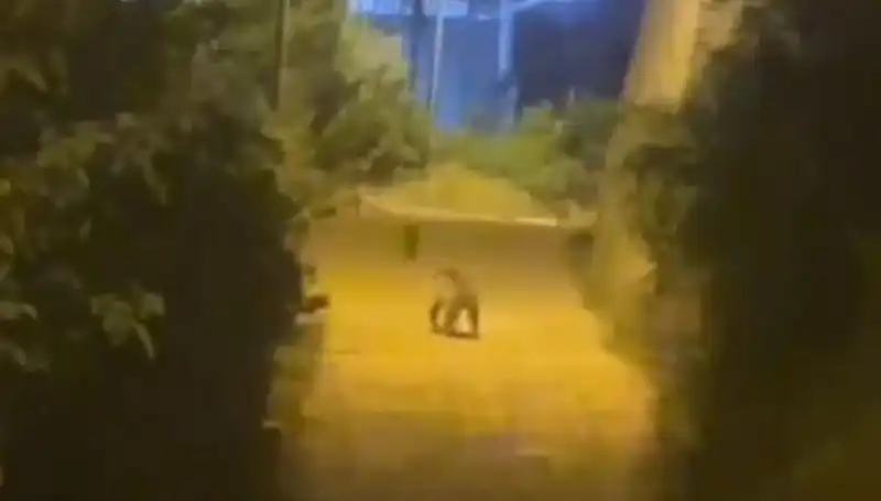 Gümüşhane Şehir Merkezinde Ayı Görüntülendi: Halk Ne Yapmalı?