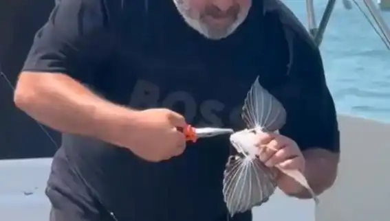 Saros Koyu’nda Nadir Görülen Kırlangıç Balığı Oltaya Takıldı!
